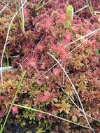 Image of Common Sundew