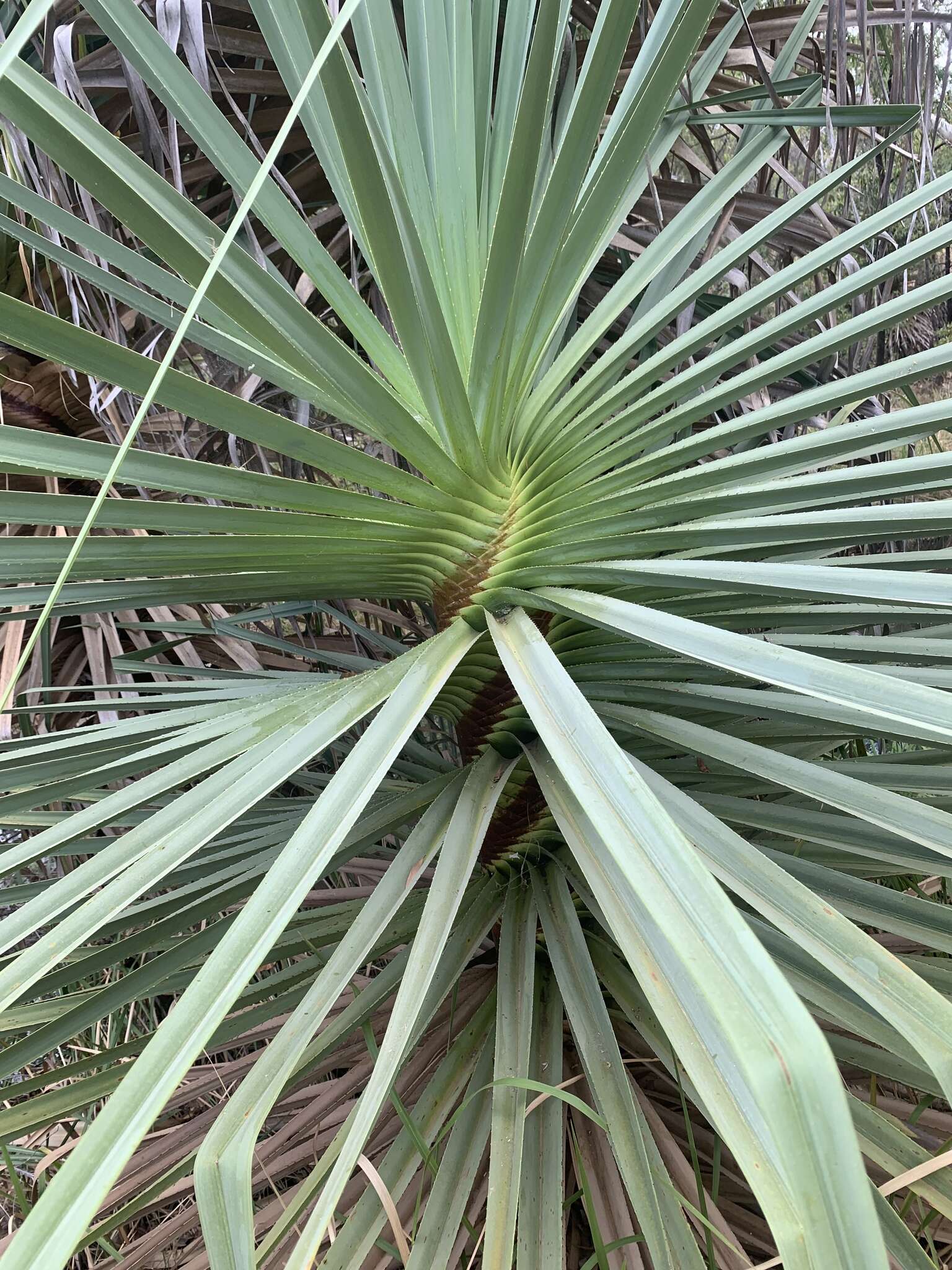 Image of Cook's pandan