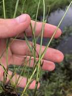 Imagem de Cyperus lanceolatus Poir.