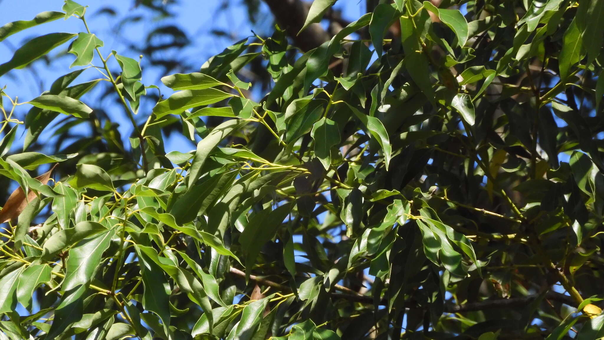 Cinnamomum yabunikkei H. Ohba resmi