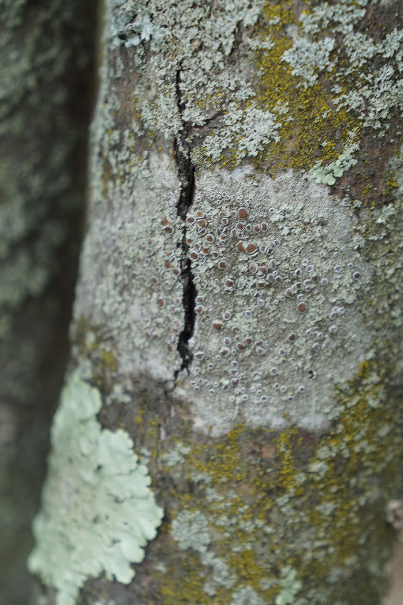 Image of Bumpy rim-lichen;   Rim lichen