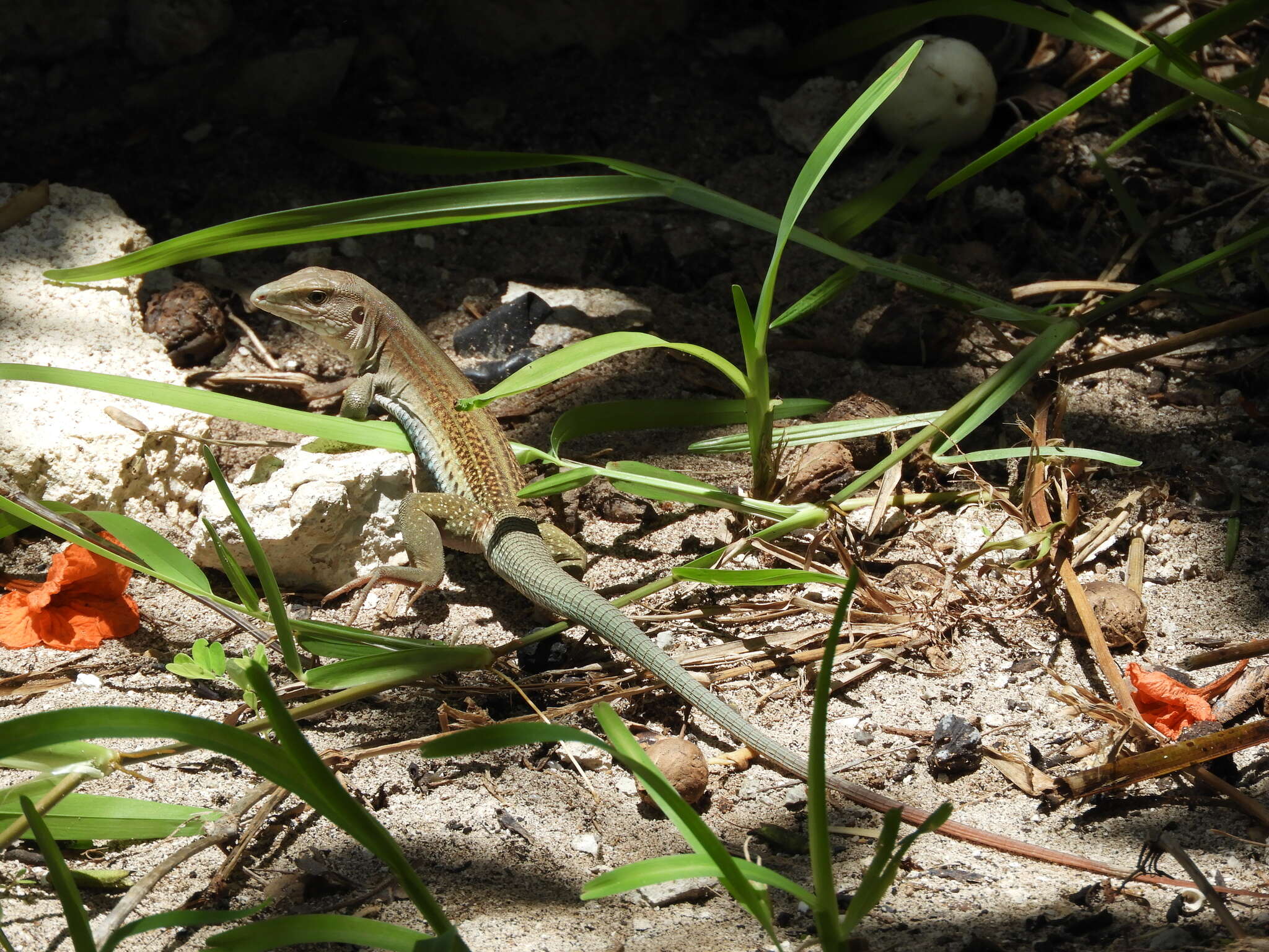 Image of YucatanWhiptail