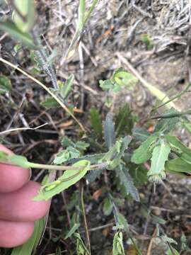 Image of Mt. Tamalpais jewelflower