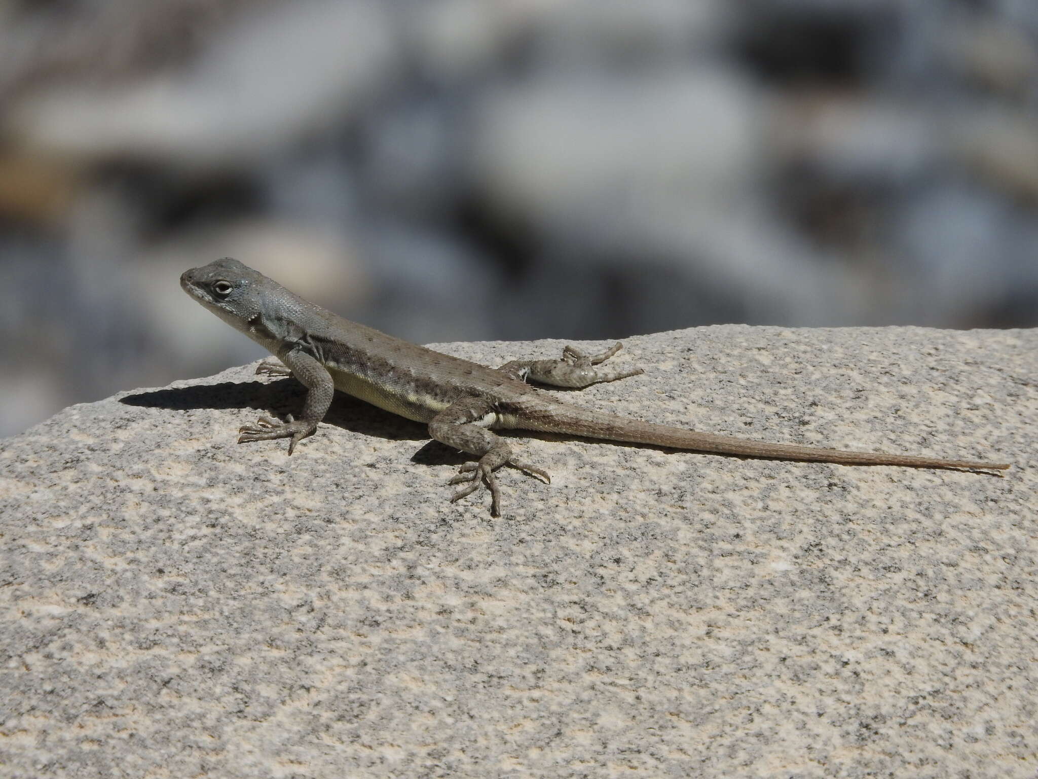 Sceloporus couchii Baird 1859的圖片