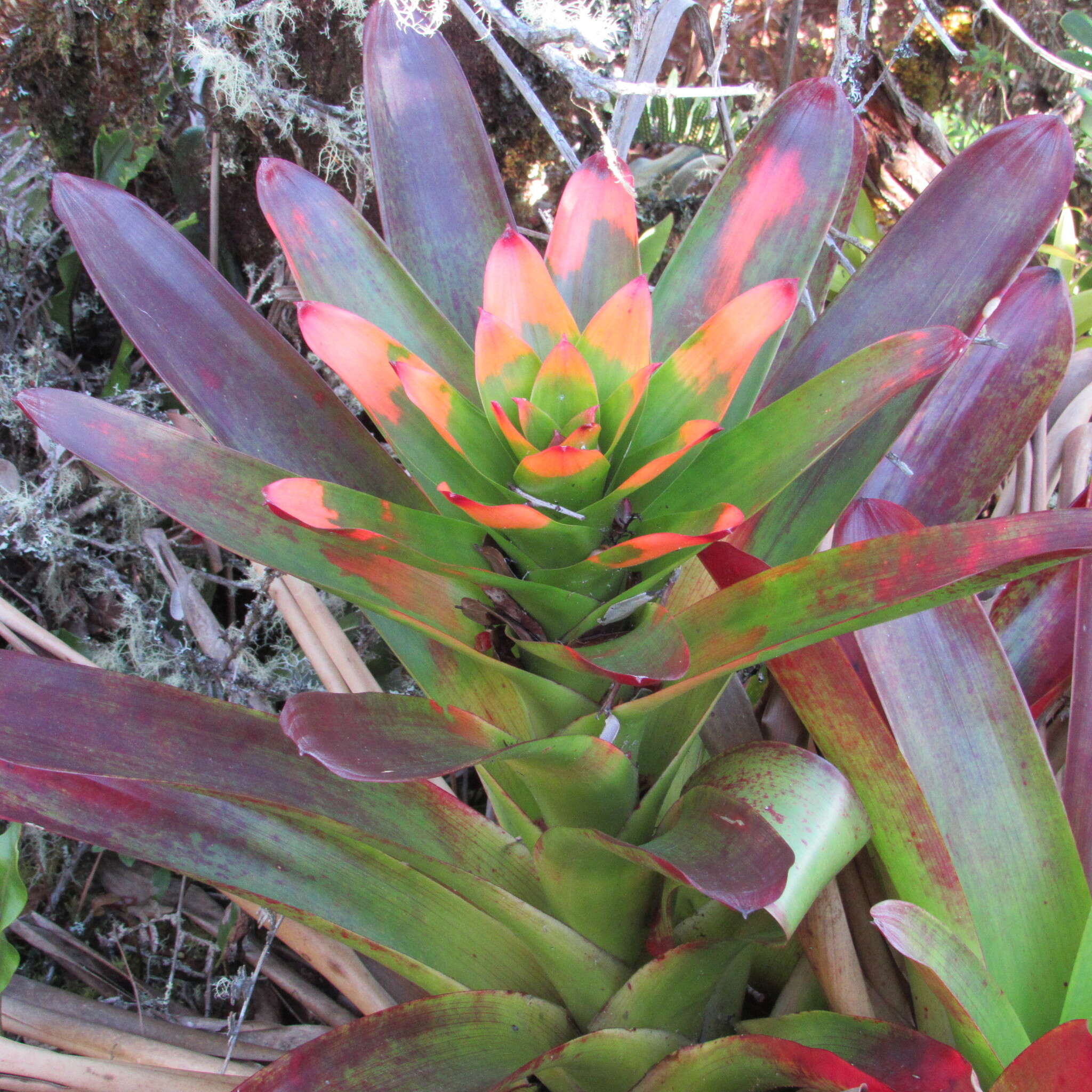 Image of Guzmania gloriosa (André) André ex Mez