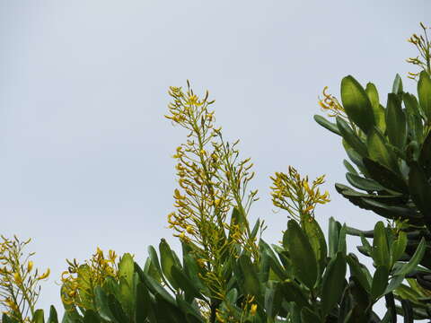 Image of Vochysia thyrsoidea Pohl