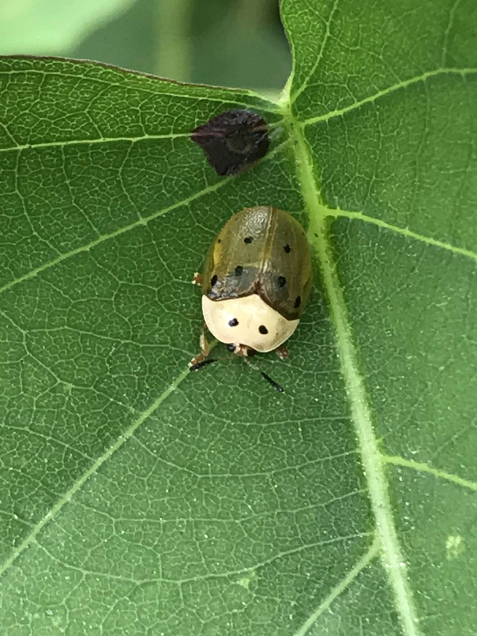 Image of Phytodectoidea duodecimsignata (Boheman 1854)