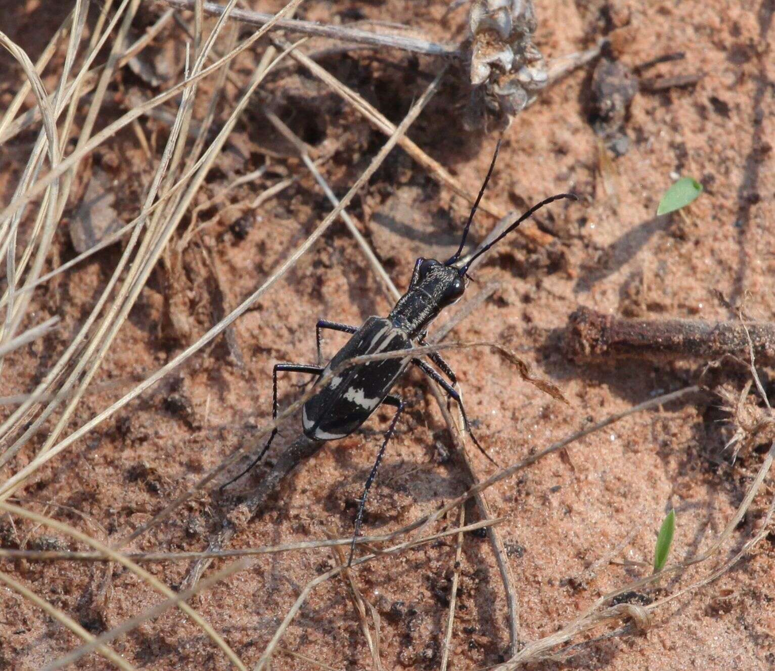 Image of Cicindela (Elliptica) compressicornis Boheman 1860