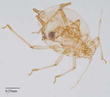 Image of Aphid