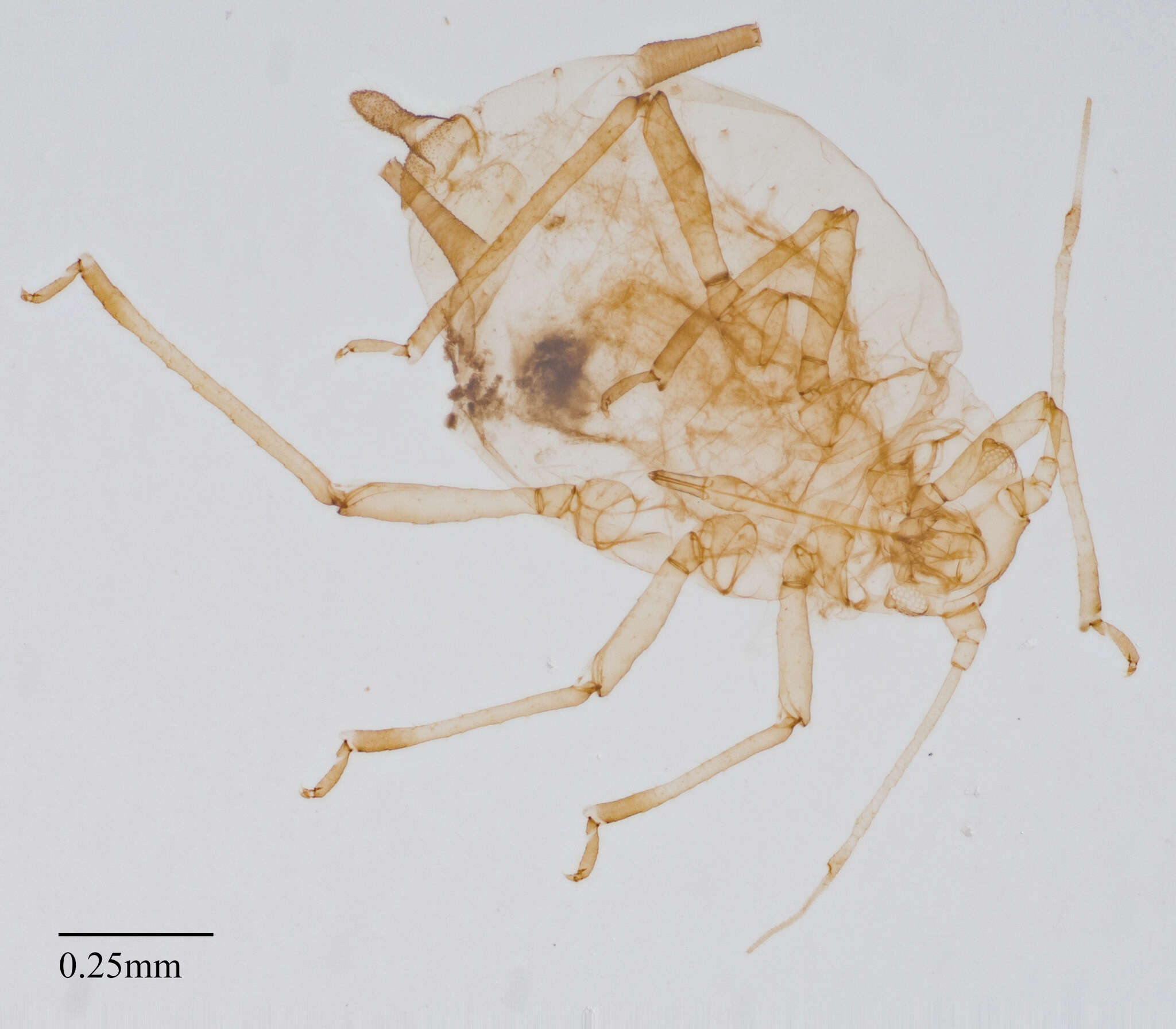 Image of Aphid