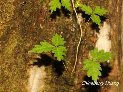 Image of Toxicodendron orientale Greene