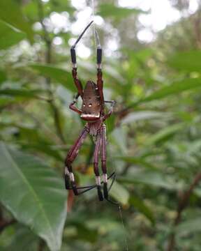 Imagem de Argiope ocula Fox 1938