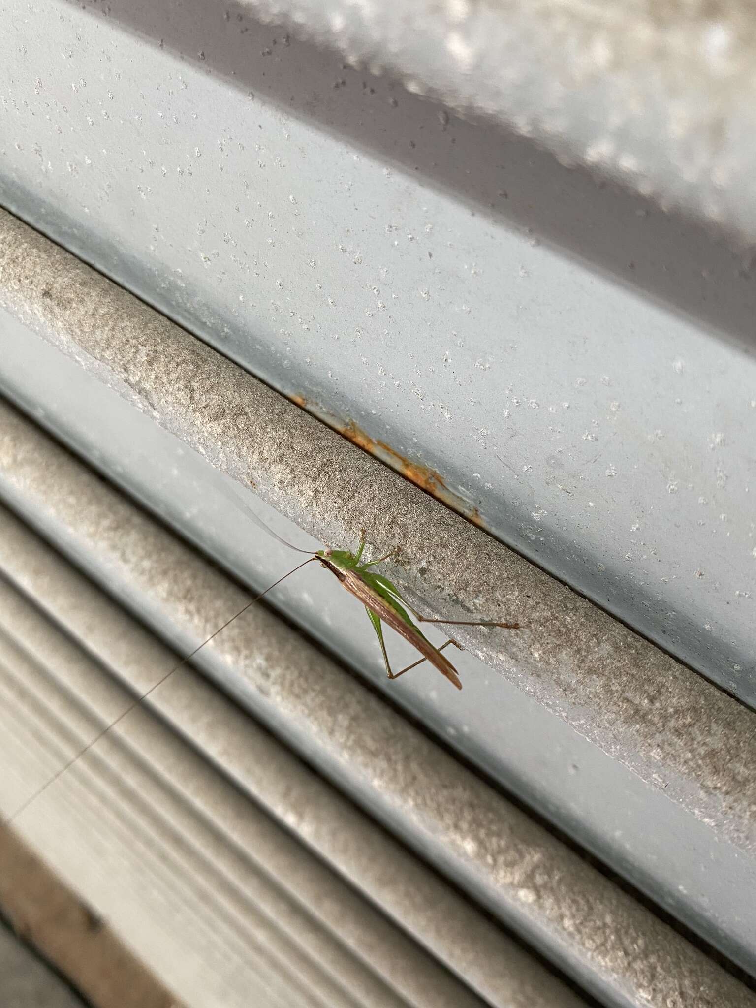 Image of Graceful Meadow Katydid