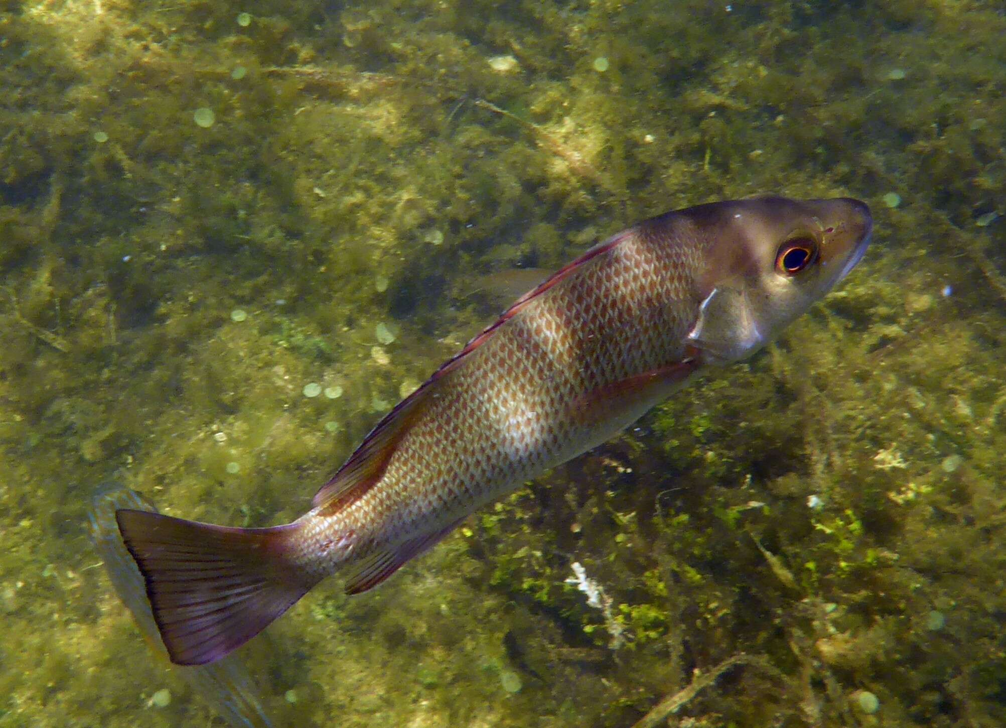 Image of Gray Snapper