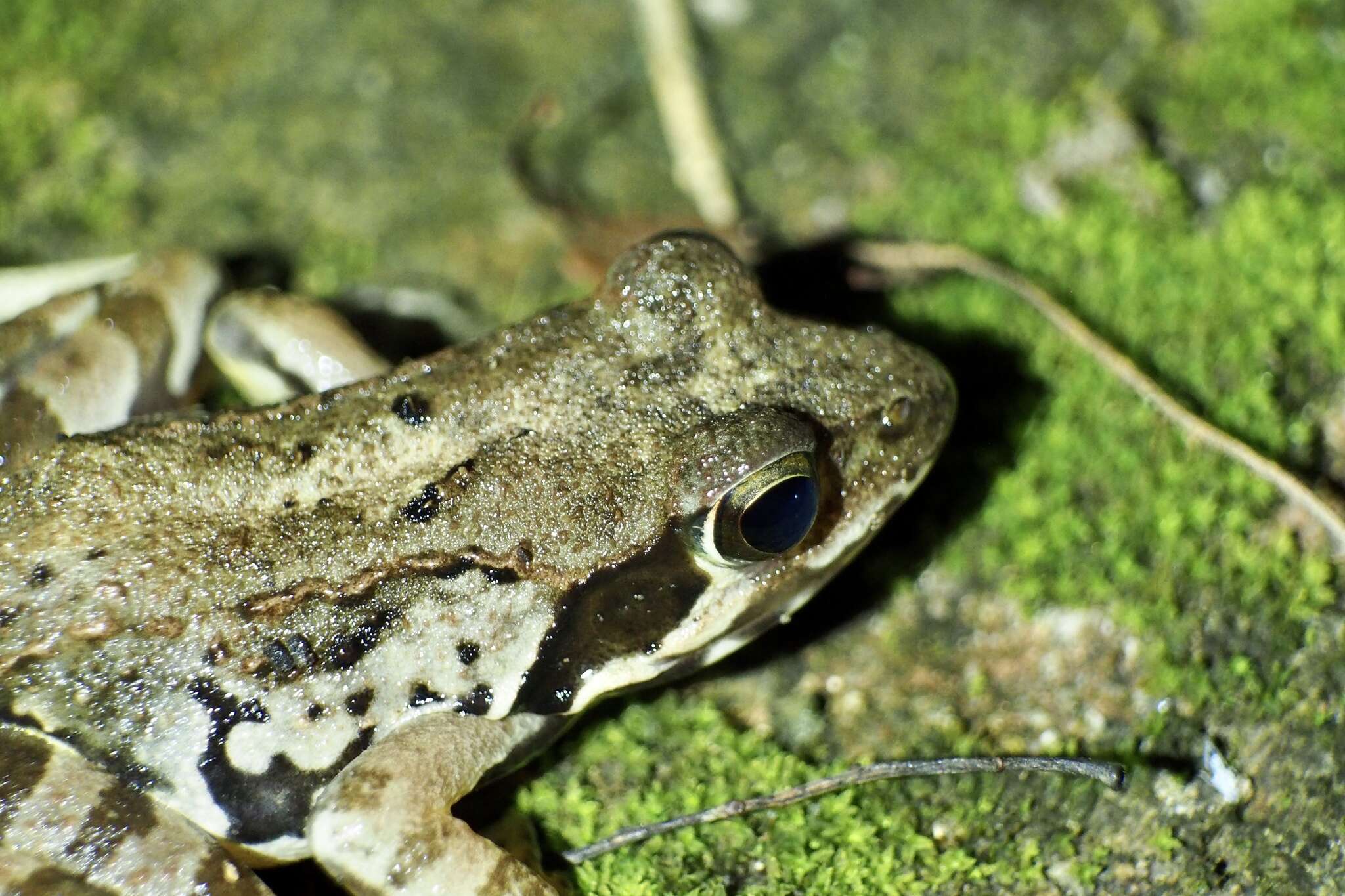 Image de Rana ornativentris Werner 1903