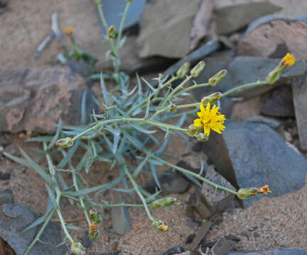 Image of Takhtajaniantha pseudodivaricata