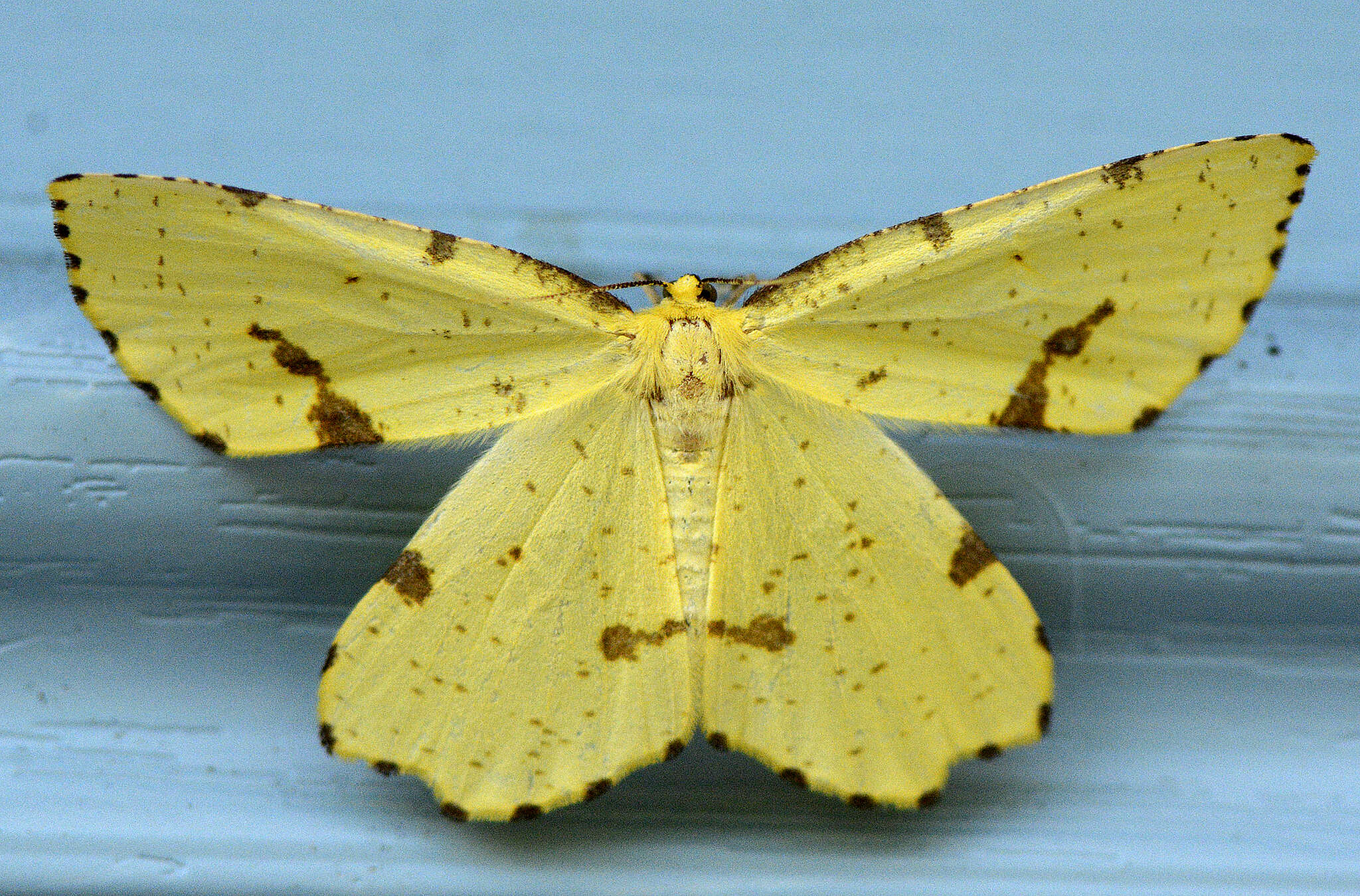 Image of Crocus Geometer Moth