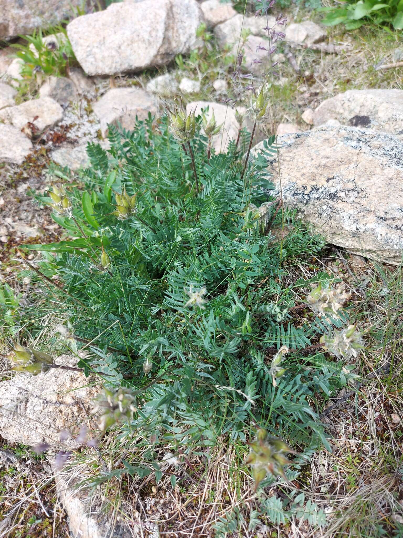 Image de Oxytropis kusnetzovii Krylov & Steinb.