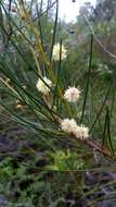 Image of Acacia ptychoclada Maiden & Blakely