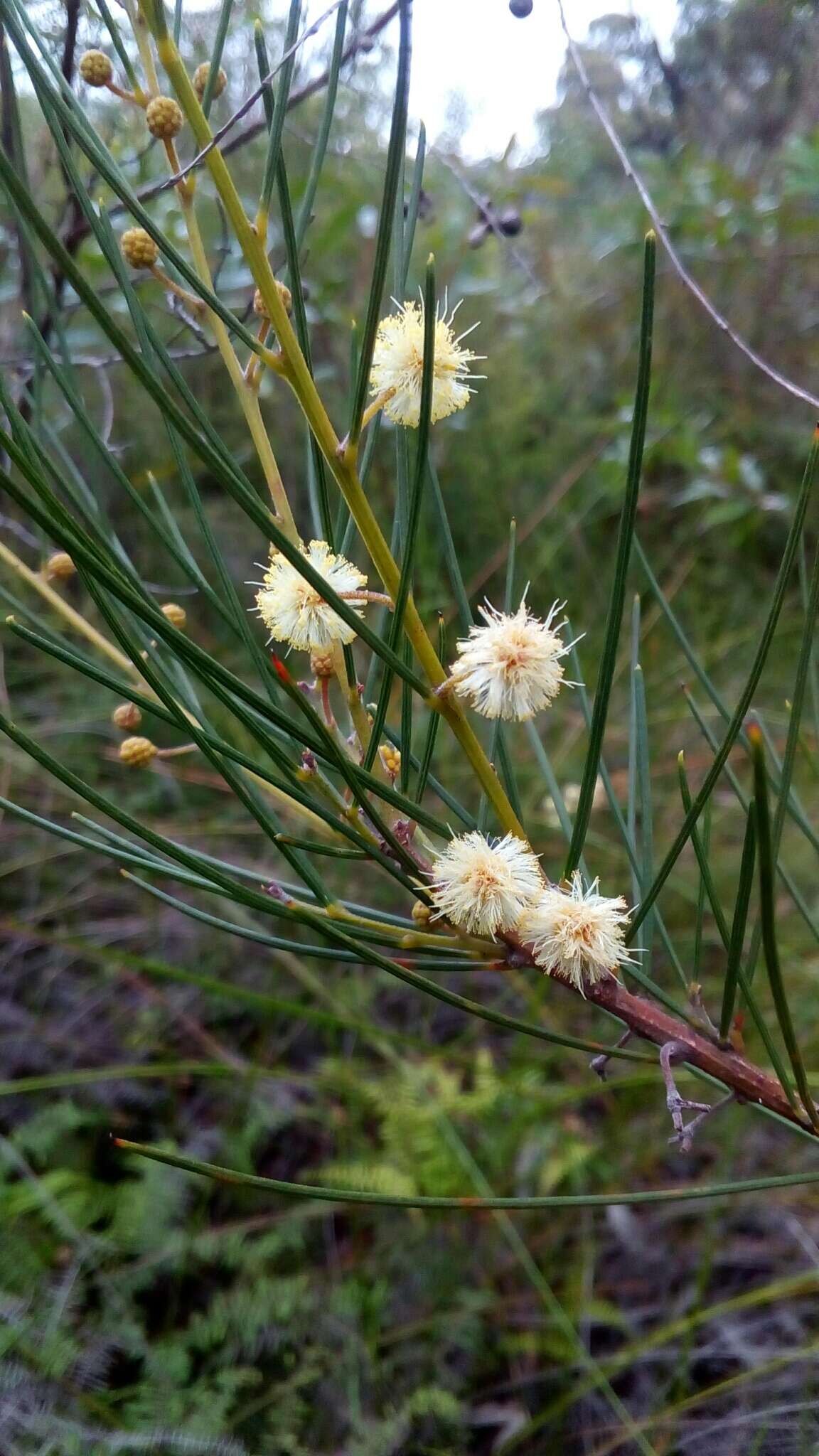 Image of Acacia ptychoclada Maiden & Blakely