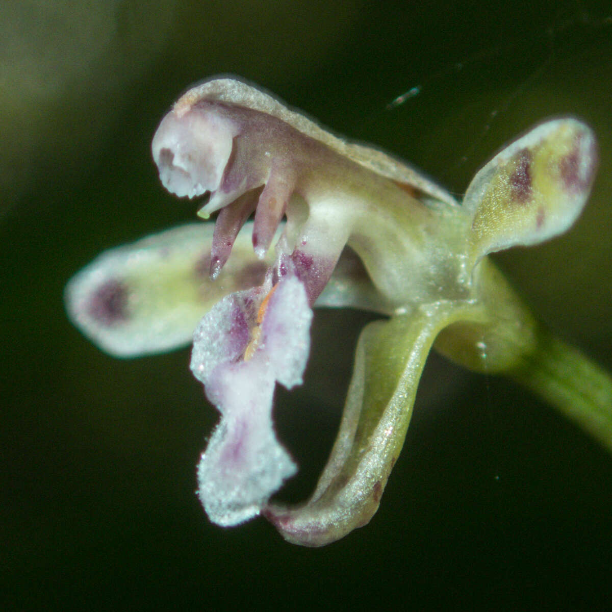 Image of Acriopsis