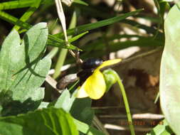 Imagem de Andrena carlini Cockerell 1901