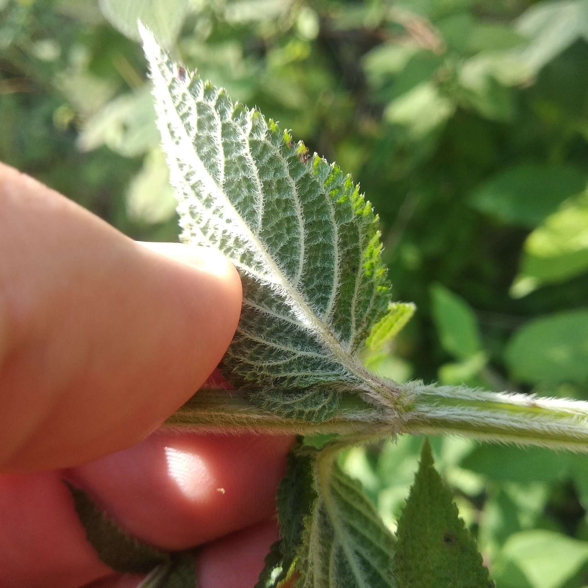 Image de Salvia mocinoi Benth.