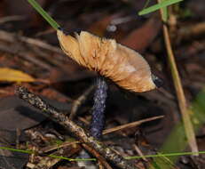 Image of Entoloma panniculus (Berk.) Sacc. 1887