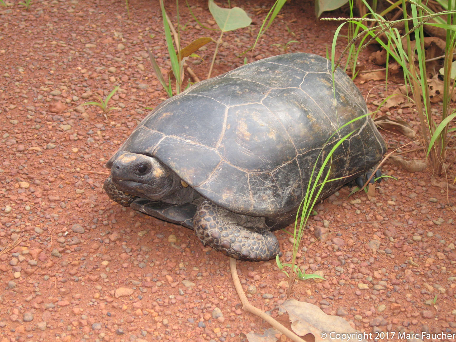 Image of Yellow-footed Tortoise