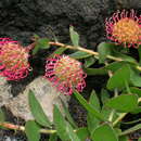 Image of Leucospermum cordatum E. Phillips