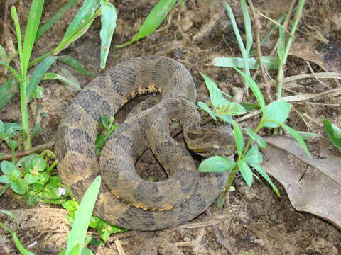 Imagem de Bothrops matogrossensis Amaral 1925