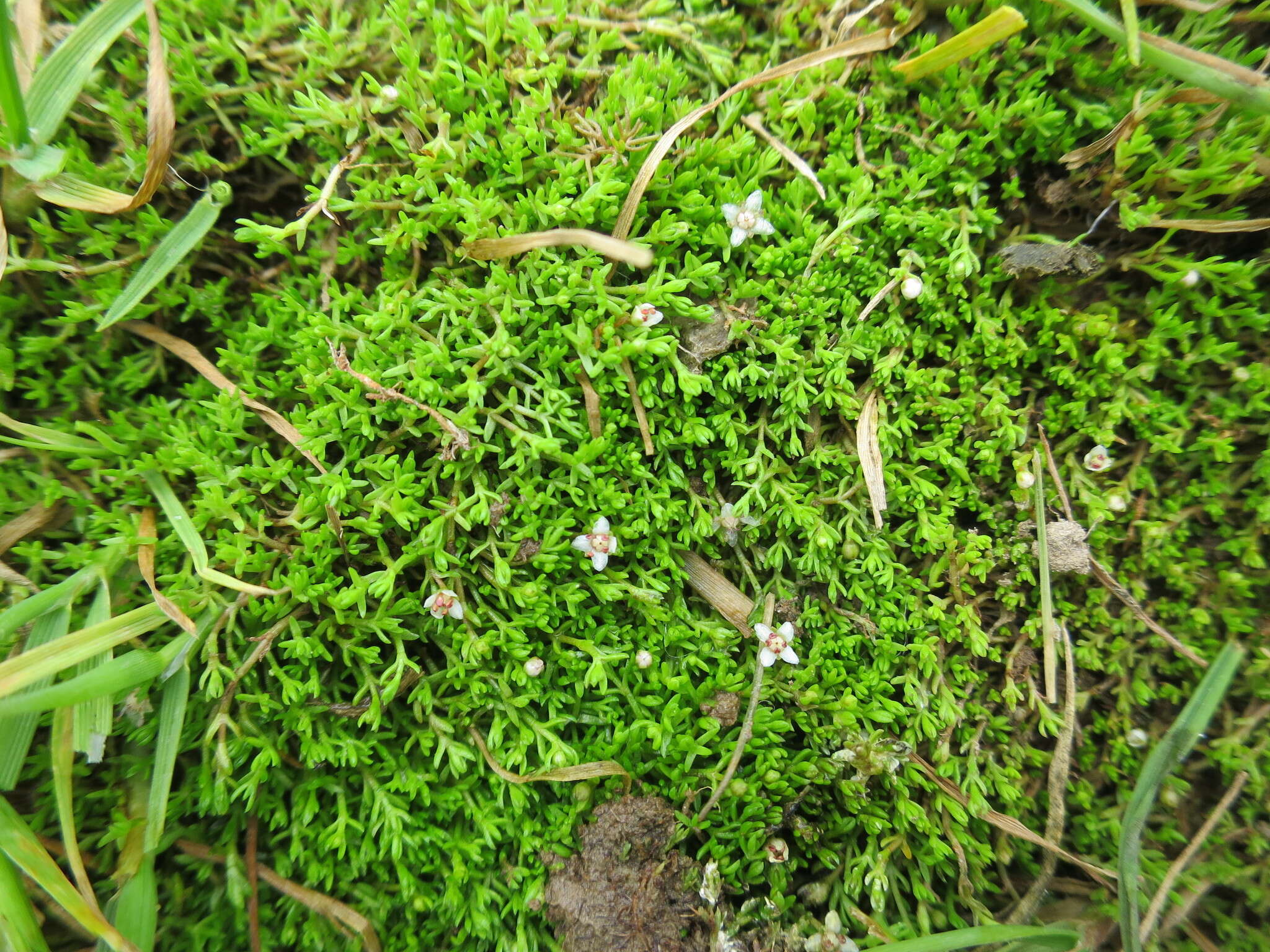 Image of Crassula sinclairii (Hook. fil.) A. P. Druce & D. R. Given