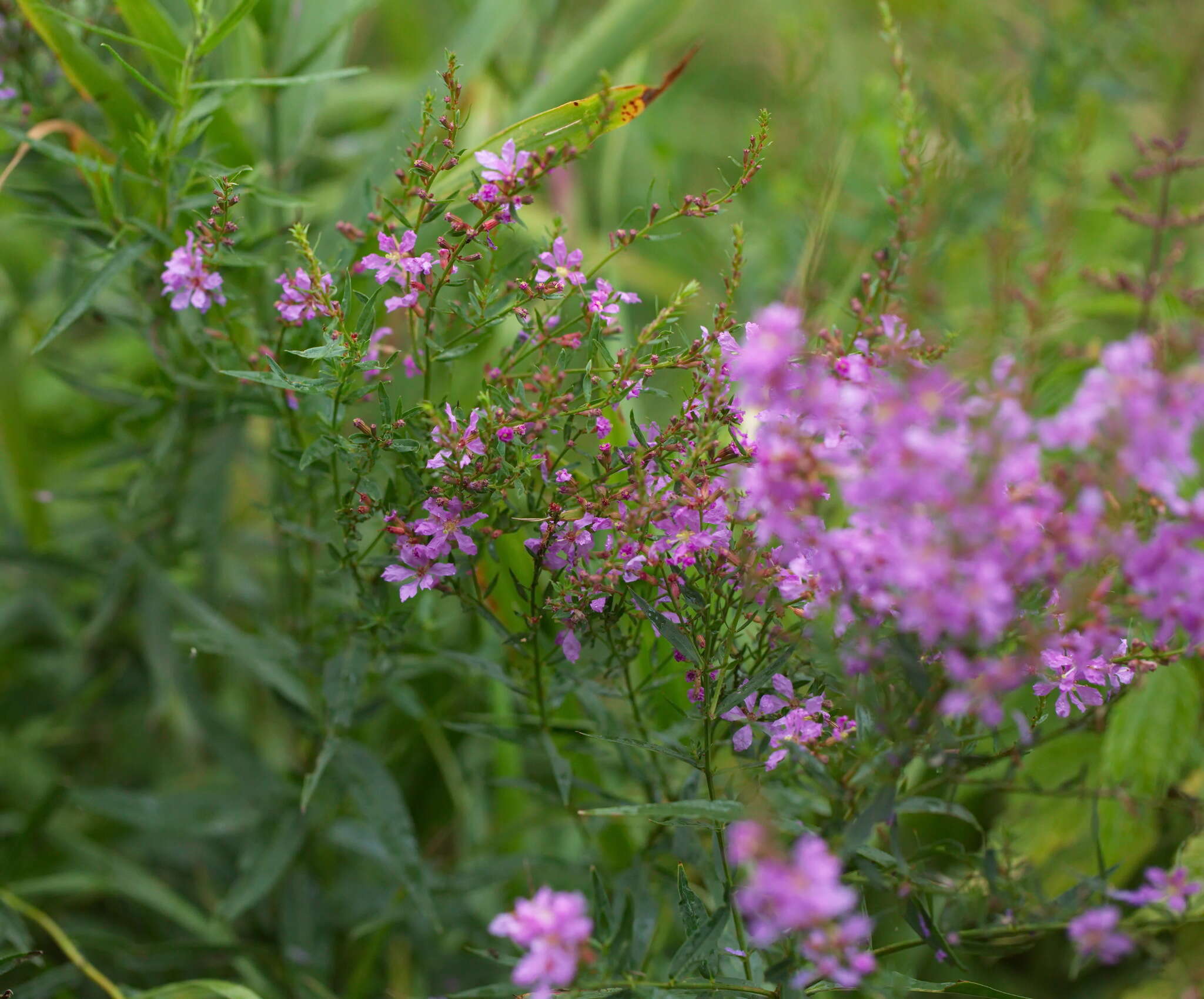 Imagem de Lythrum virgatum L.