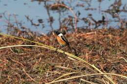 صورة Saxicola torquatus stonei Bowen 1931