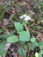 Hylotelephium telephium subsp. ruprechtii (Jalas) H. Ohba resmi