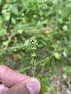 Image de Hydrocotyle hirsuta Sw.