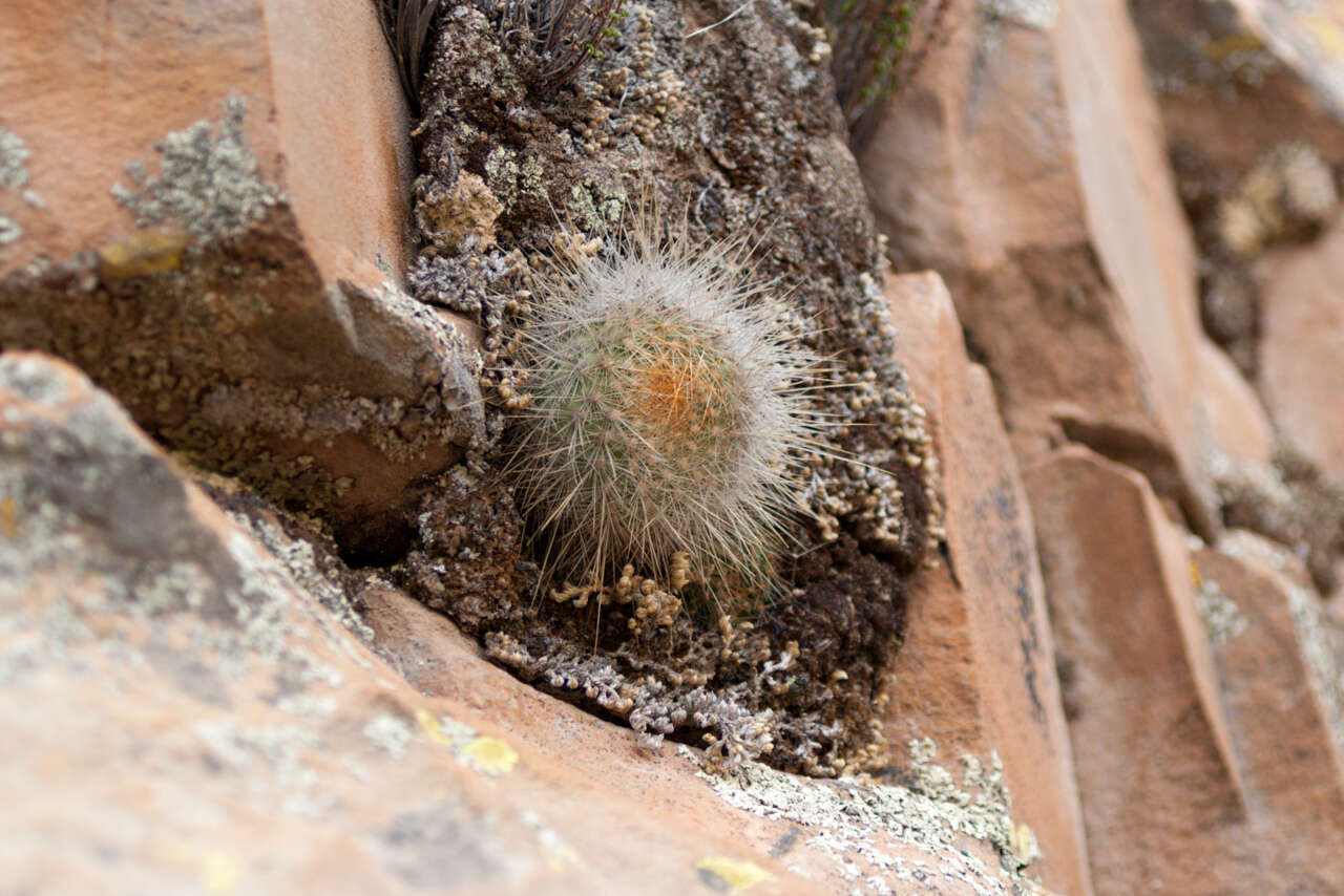 Image of Aylostera fiebrigii