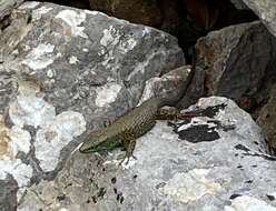 Image of Blue-throated Keeled Lizard