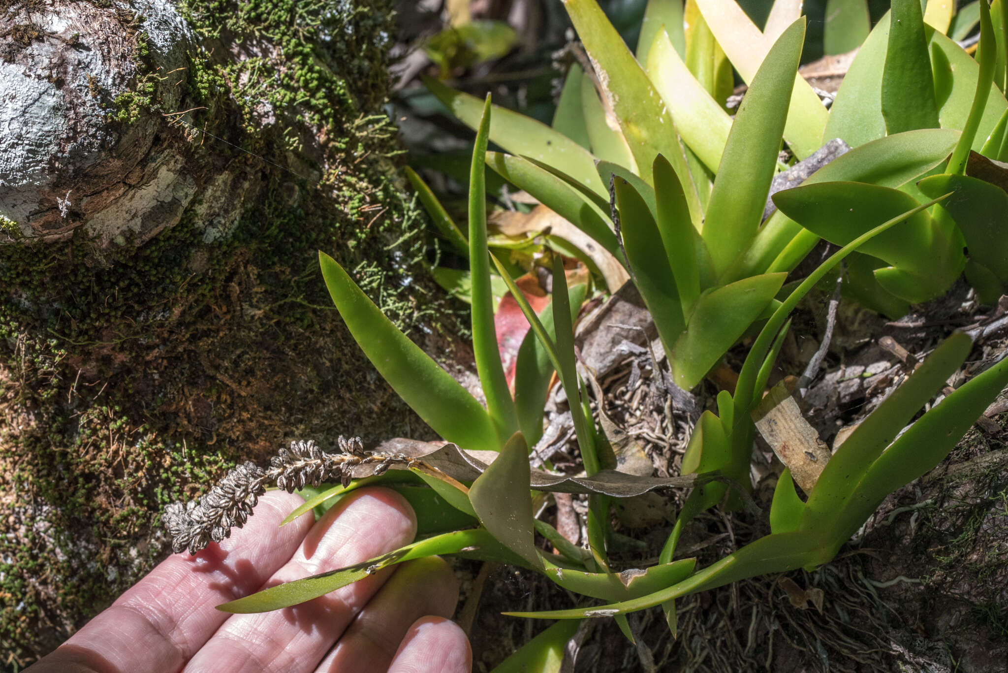 Image of Southern green fairy orchid