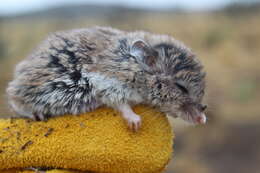 Image of Chihuahuan Grasshopper Mouse