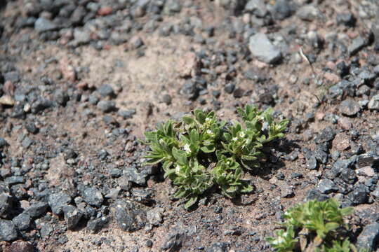 Image of Myosotis involucrata Stev.