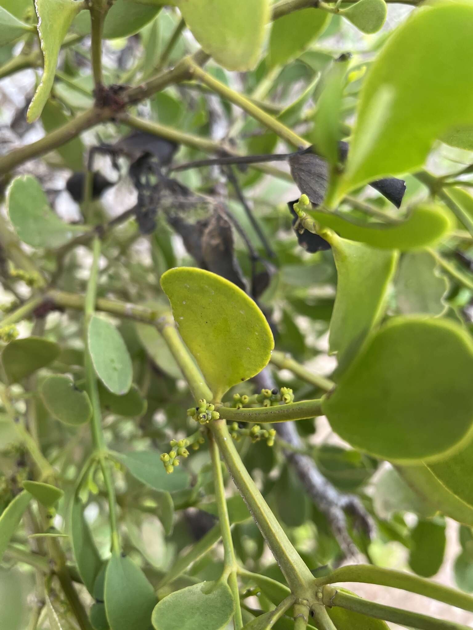 Слика од Phoradendron trinervium (Lam.) Nutt.