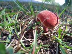 Imagem de Chalciporus rubinellus (Peck) Singer 1973