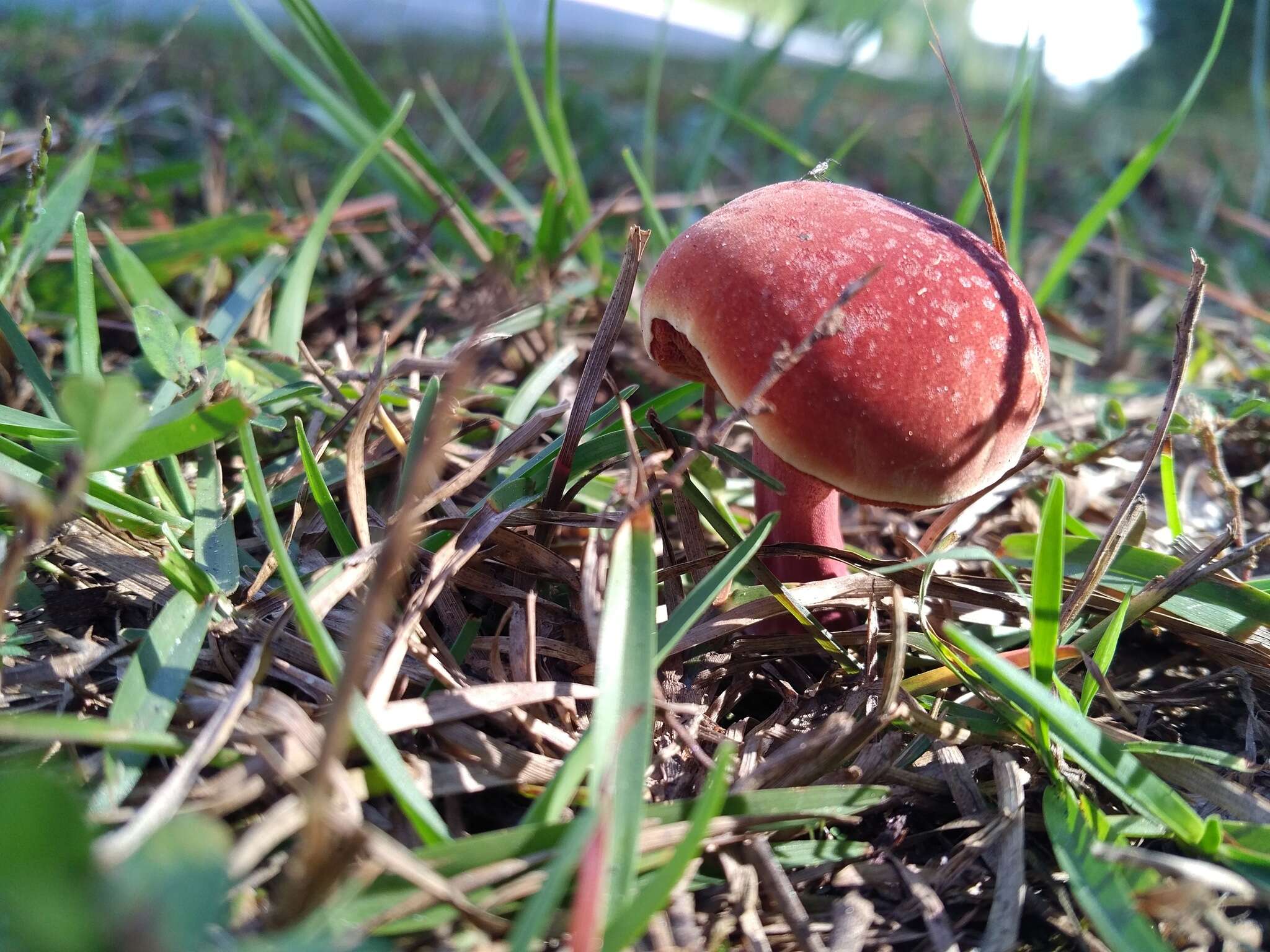 Imagem de Chalciporus rubinellus (Peck) Singer 1973