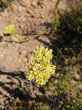 Crassula flava L. resmi