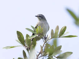 Image of Venezuelan Tyrannulet