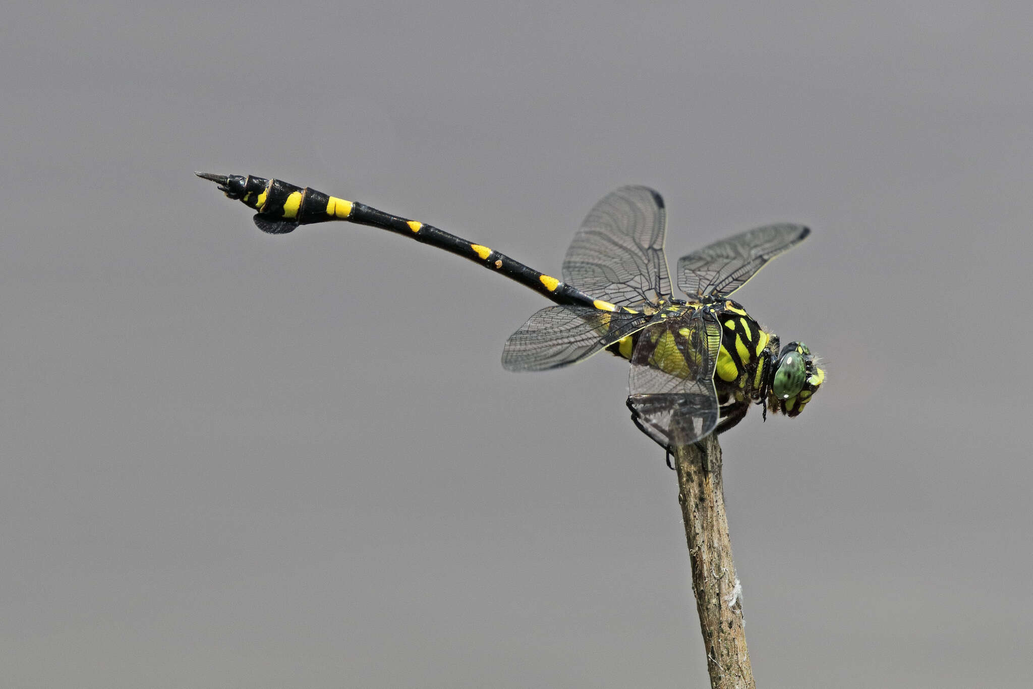 صورة Ictinogomphus pertinax (Hagen ex Selys 1854)