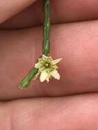 Image of Diosma ramosissima Bartl. & Wendl. fil.