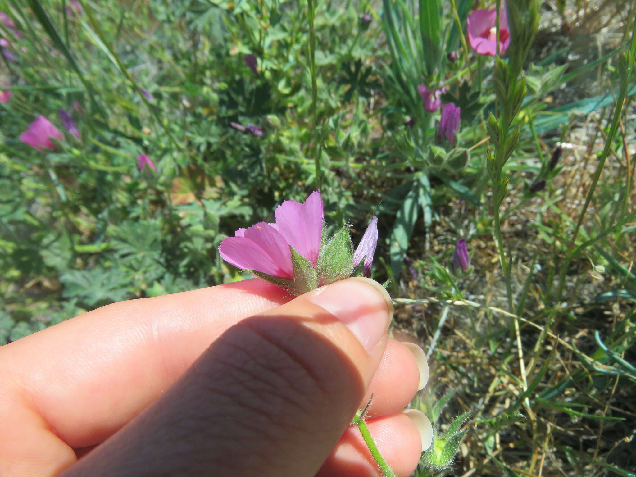 Image of Keck's checkerbloom