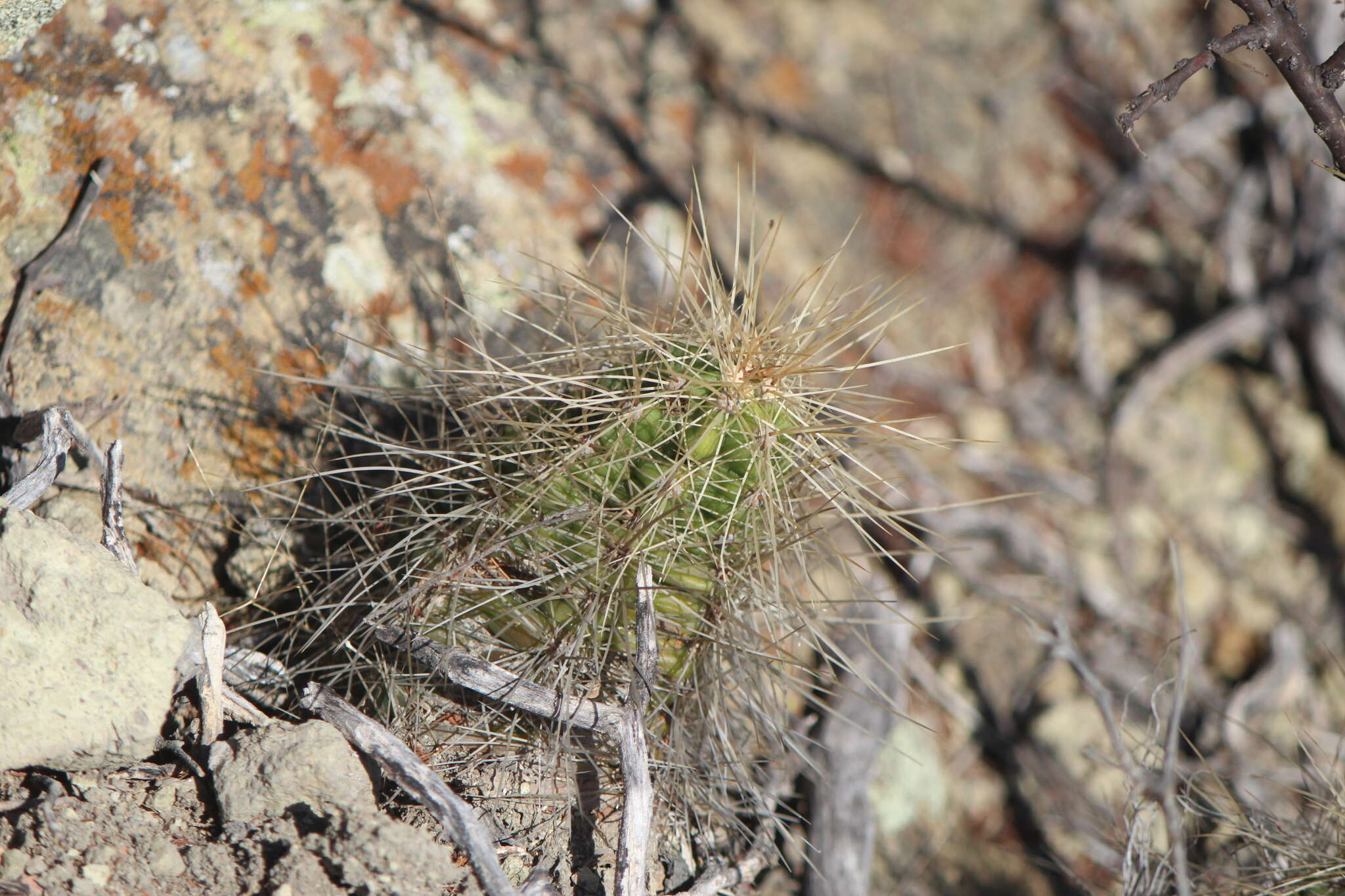 Image of Echinocereus cinerascens subsp. cinerascens